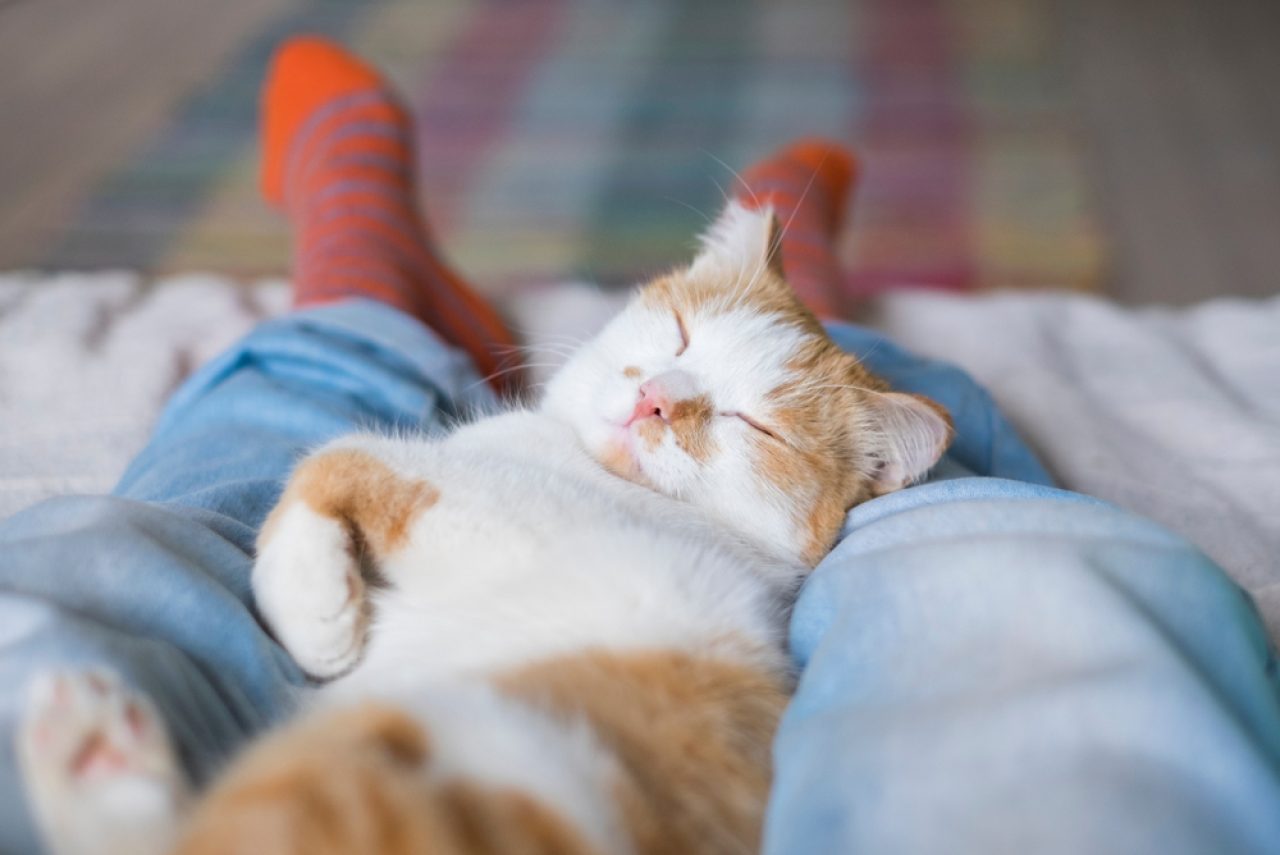 Why Do Cats Like Feet? Doesn't The Smell Bother Them?