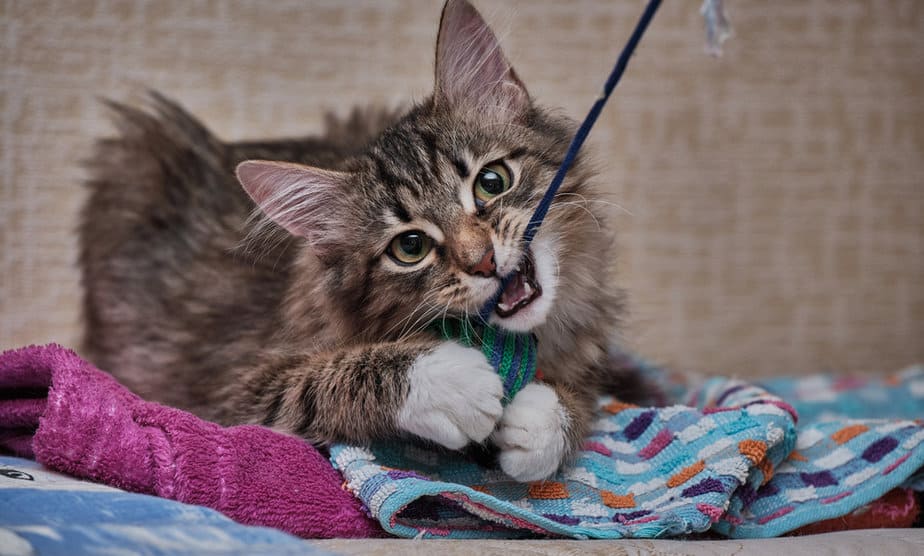Why Do Cats Like String? Simple Joys Of Feline Life