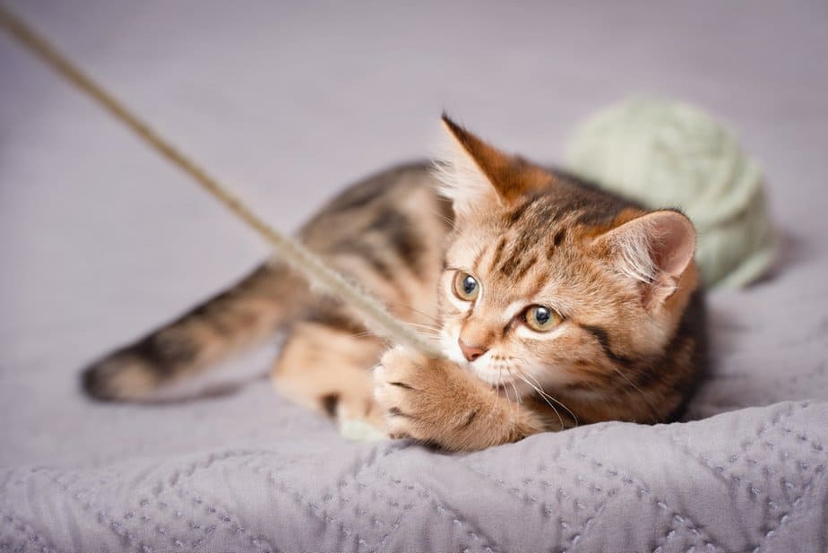 Why Do Cats Like String? Simple Joys Of Feline Life