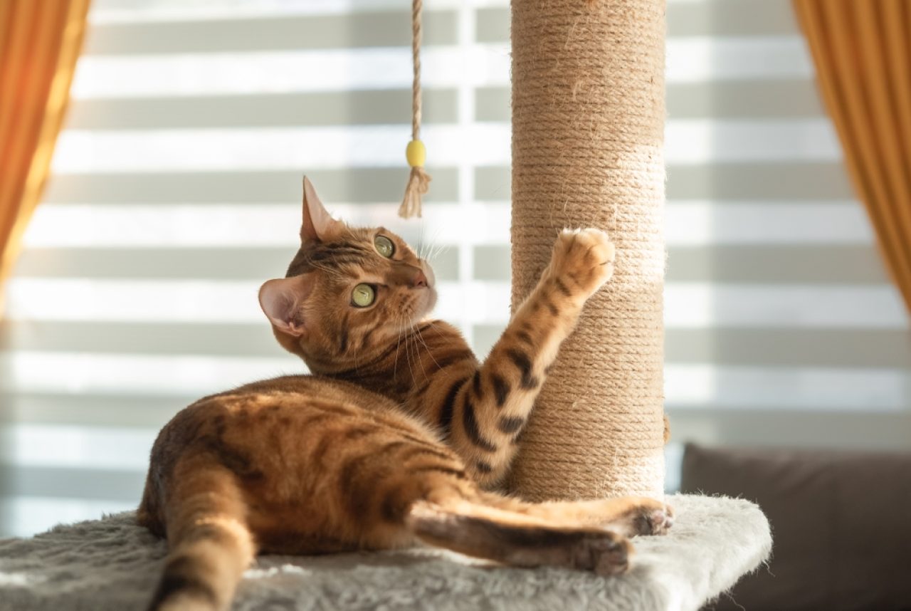 Why Do Cats Like String - Small Joys Of Feline's Life