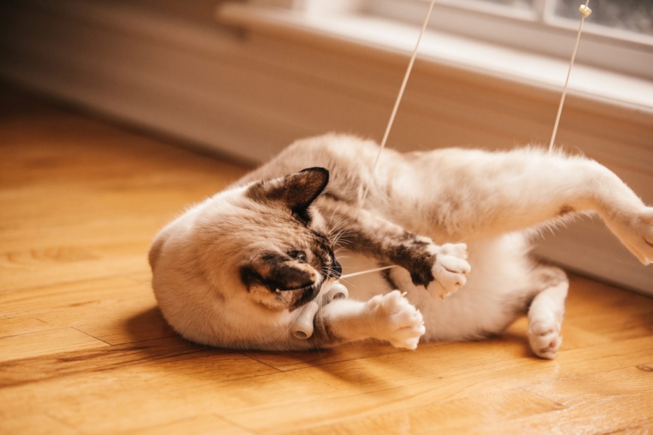 Why Do Cats Like String - Small Joys Of Feline's Life