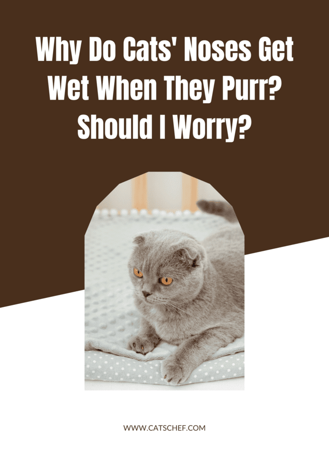 Why Do Cats' Noses Get Wet When They Purr? Should I Worry?