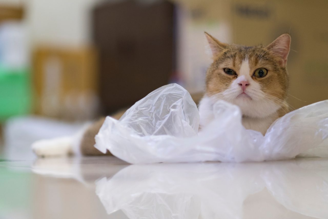 Kediler Neden Plastik Poşetlere İşer? Garip Ama Yaygın Bir Alışkanlık