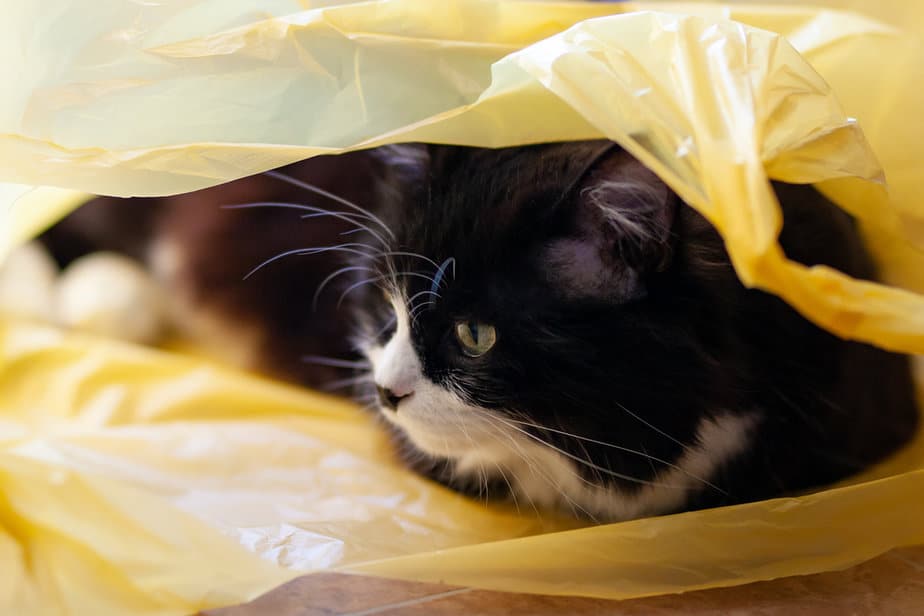 Why Do Cats Pee On Plastic Bags Strange Yet Common Habit