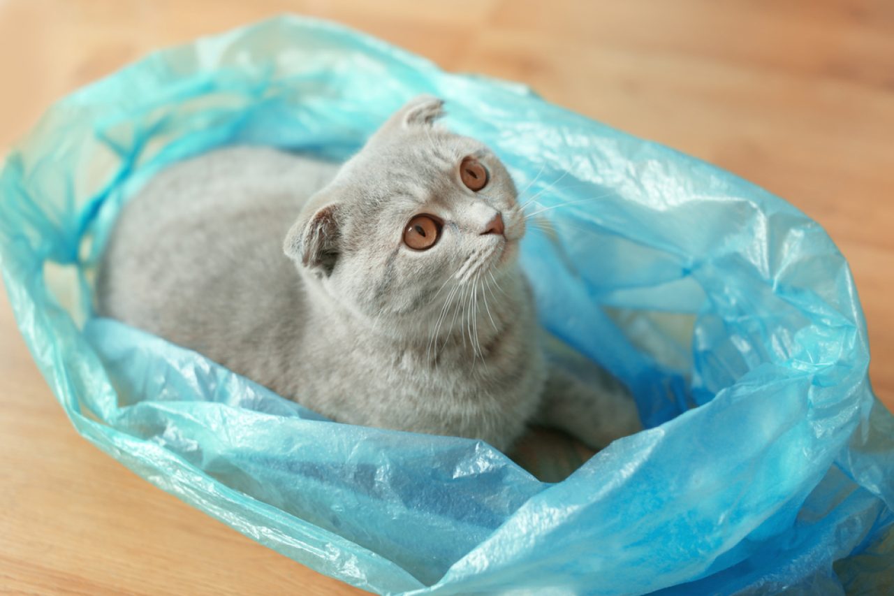 Kediler Neden Plastik Poşetlere İşer? Garip Ama Yaygın Bir Alışkanlık