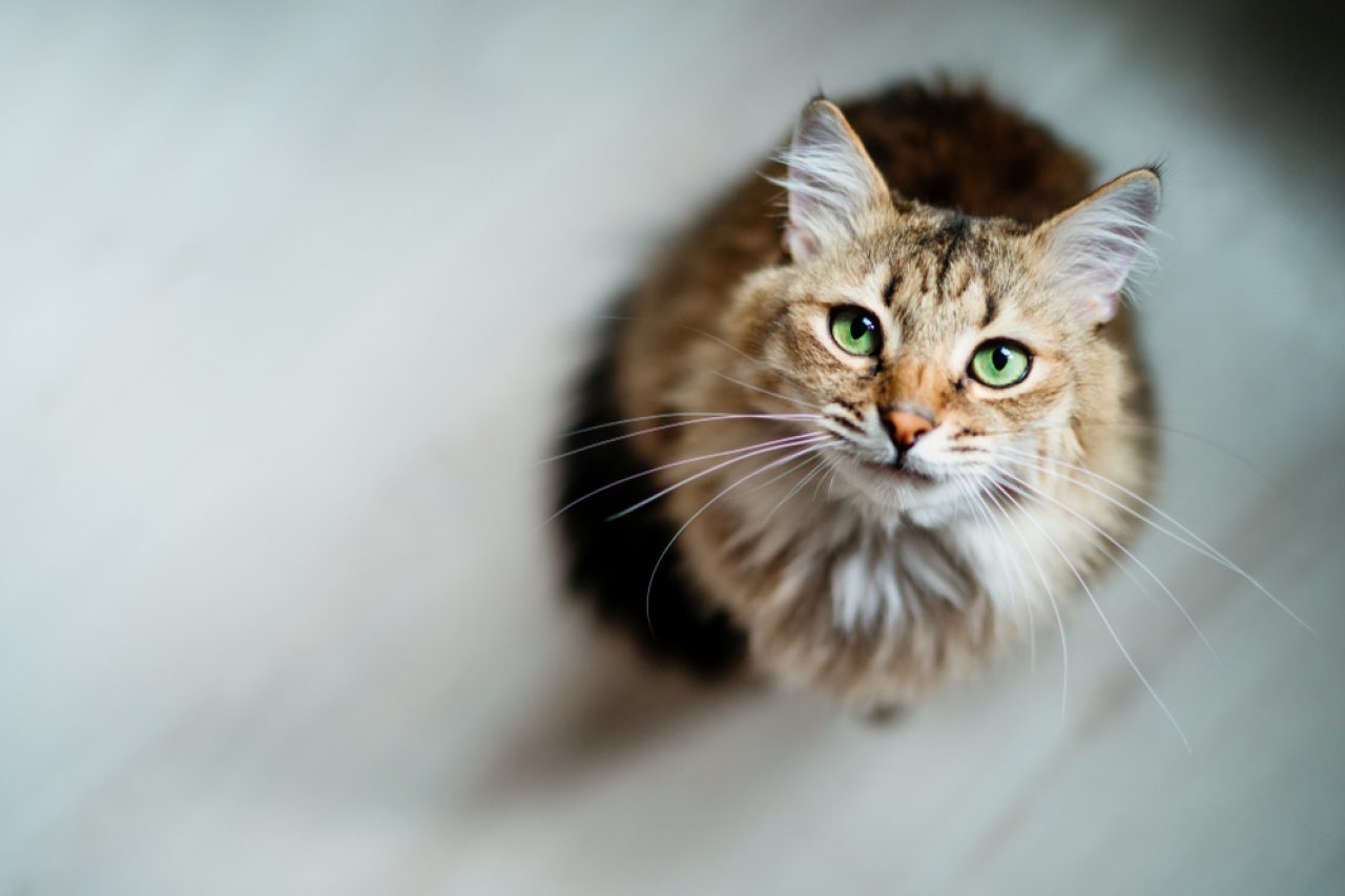 Why Do Cats Pee On Plastic Bags: Strange Yet Common Habit