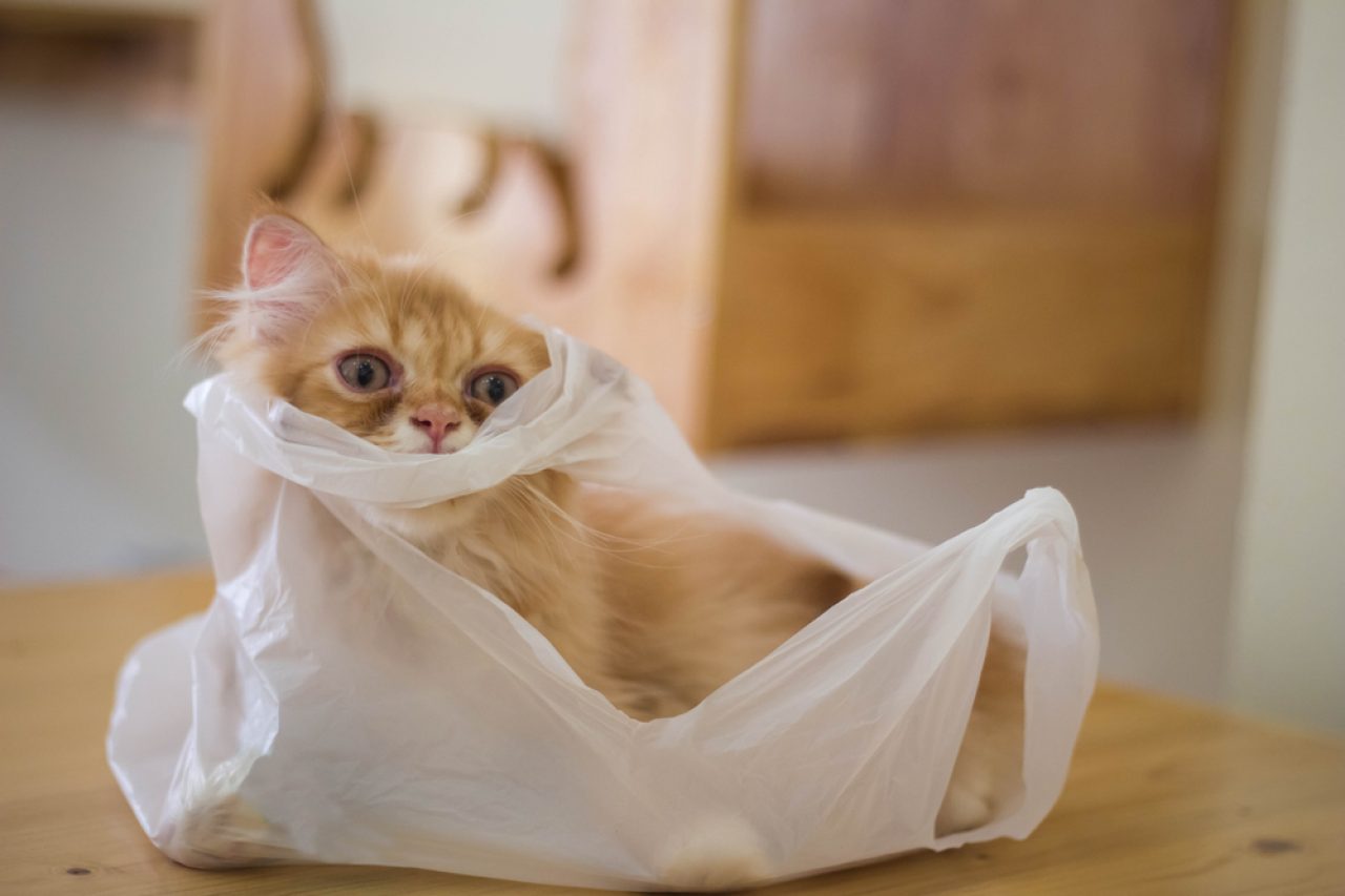 Kediler Neden Plastik Poşetlere İşer? Garip Ama Yaygın Bir Alışkanlık