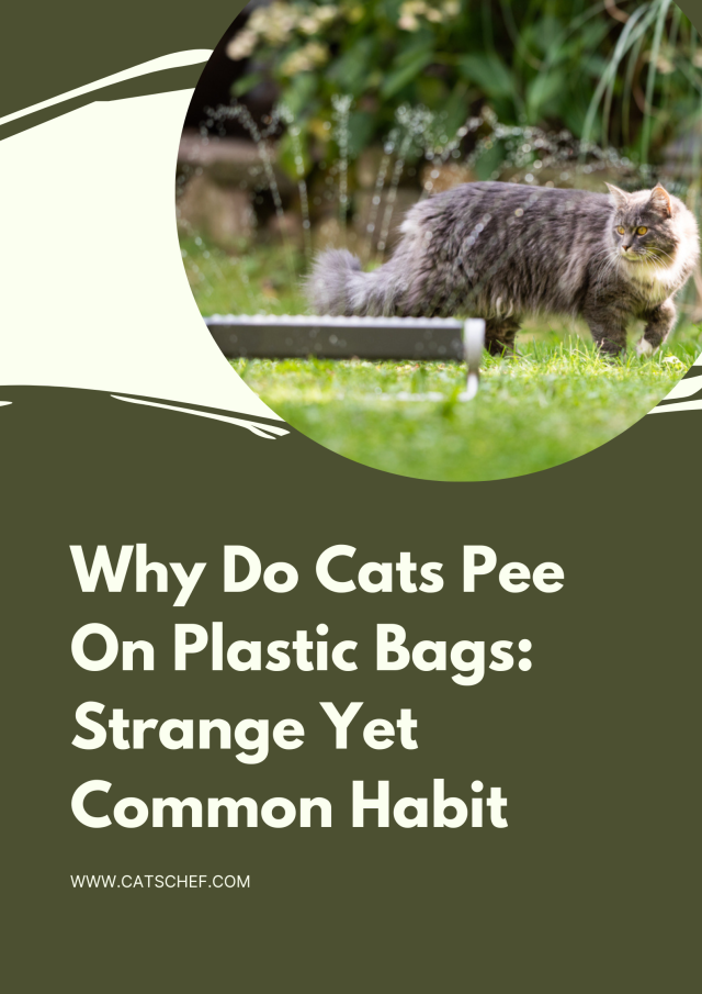 Why Do Cats Pee On Plastic Bags Strange Yet Common Habit