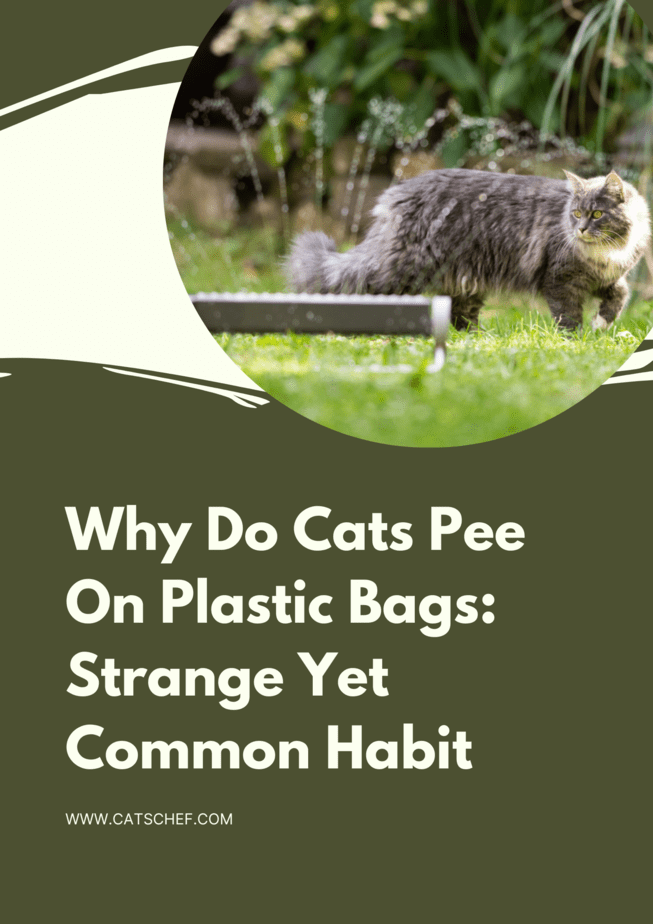 Why Do Cats Pee On Plastic Bags: Strange Yet Common Habit