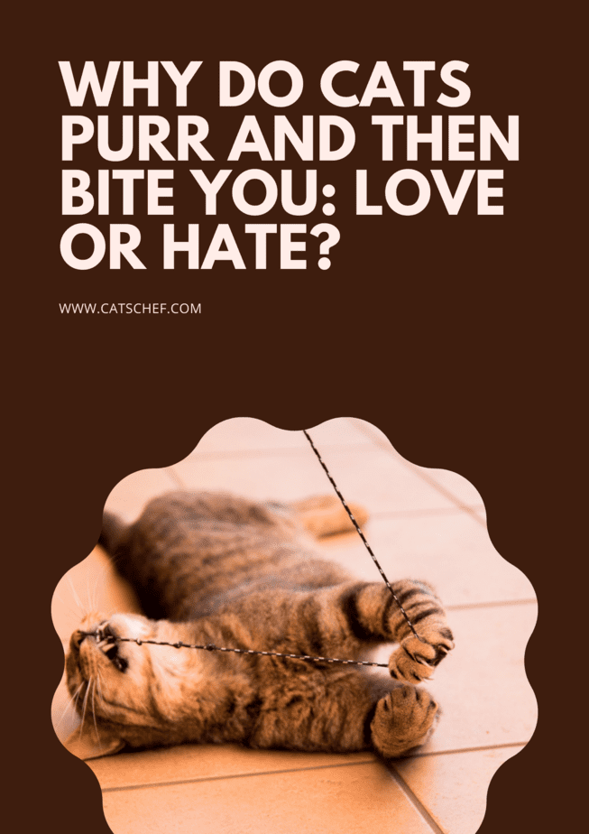 Why Do Cats Purr And Then Bite You: Love Or Hate?