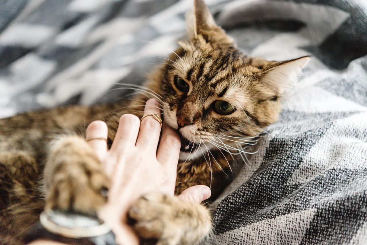 Why Do Cats Purr And Then Bite You: Love or Hate?