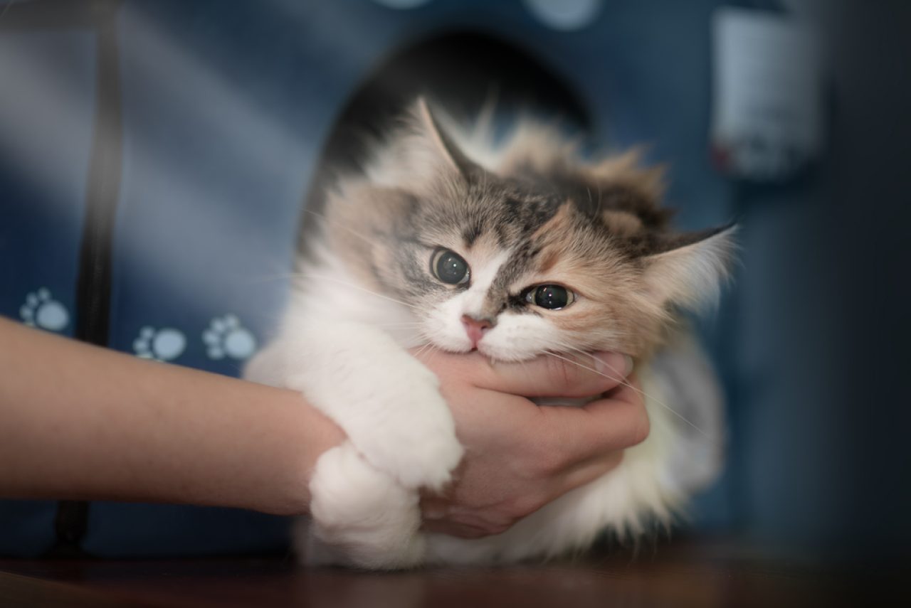 Kediler Neden Mırlayıp Sonra Sizi Isırır? Sevgi mi Nefret mi?