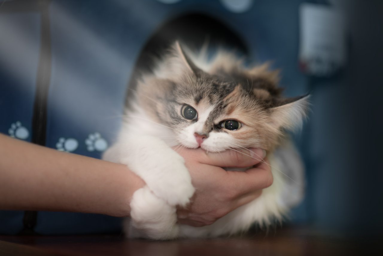 Why Do Cats Purr And Then Bite You: Love or Hate?