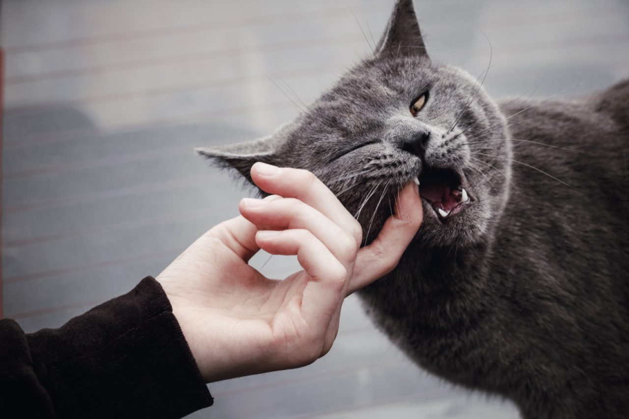 Why Do Cats Purr And Then Bite You: Love or Hate?