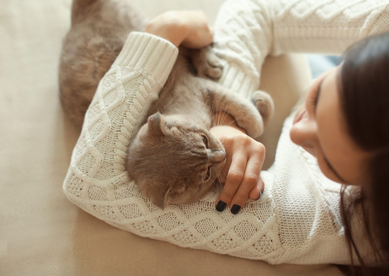 Why Do Cats Shake Their Heads After You Pet Them?