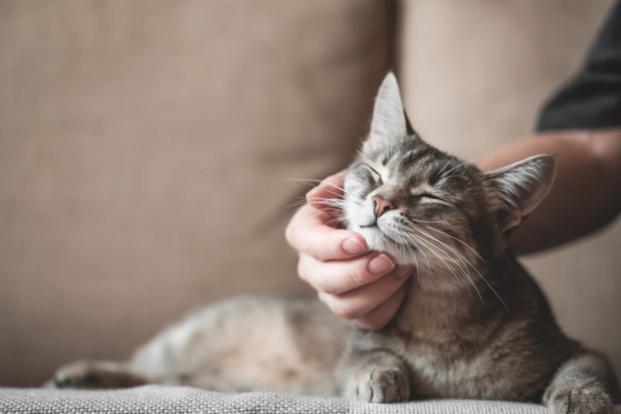 Why Do Cats Shake Their Heads After You Pet Them?