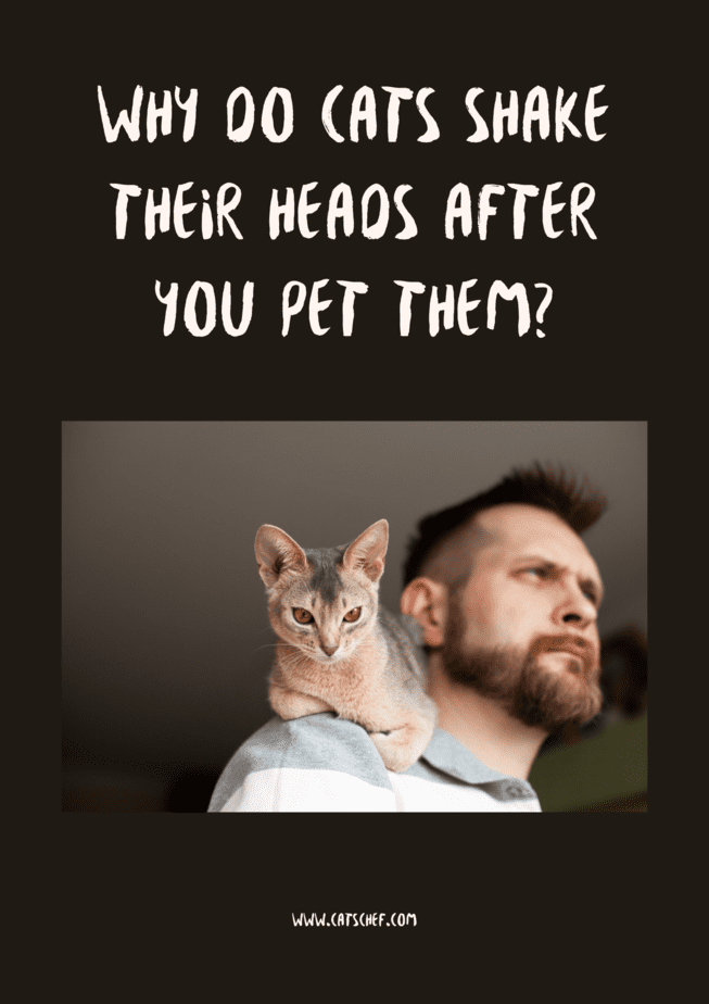 Why Do Cats Shake Their Heads After You Pet Them?