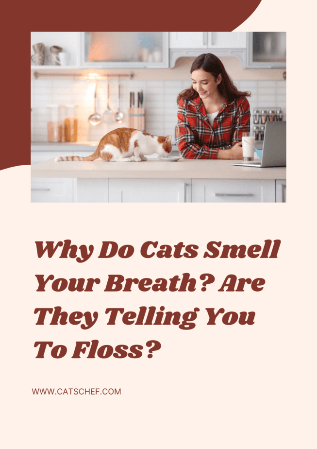 Why Do Cats Smell Your Breath? Are They Telling You To Floss?