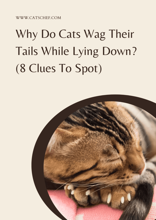 Kediler Yatarken Neden Kuyruklarını Sallar? (Tespit Etmek İçin 8 İpucu)