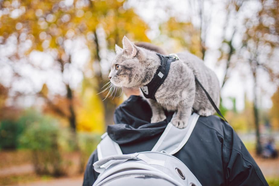 Why Do Cats Walk On You? Is That What Catwalk Is?