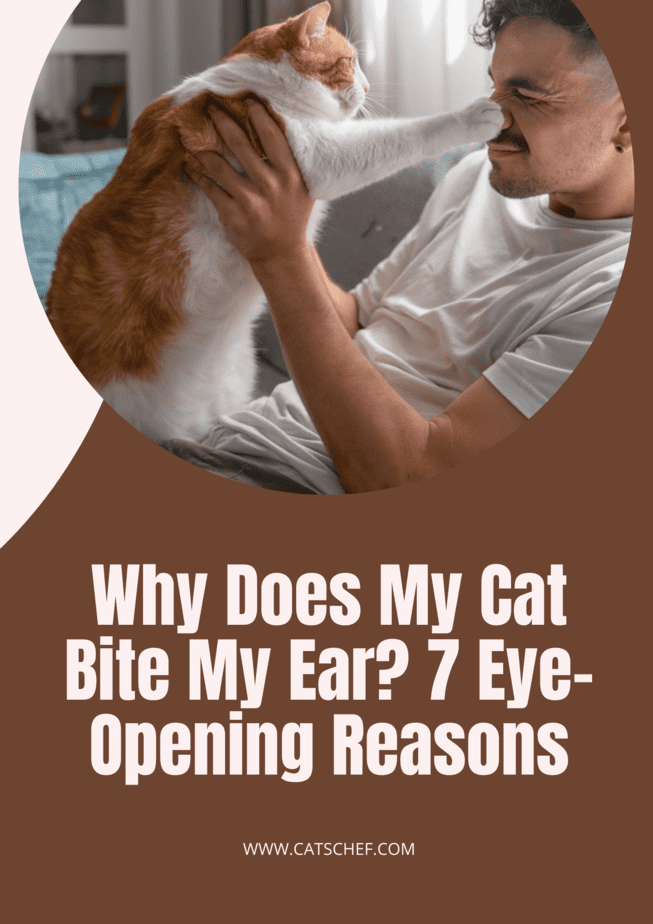 Why Does My Cat Bite My Ear? 7 Eye-Opening Reasons