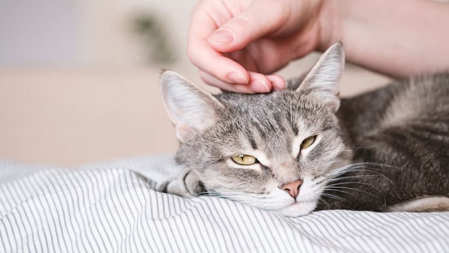 Why Does My Cat Bite My Ear? 7 EyeOpening Reasons Cats Chef