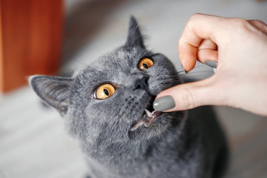 Why Does My Cat Chew On My Fingers? Passion Or Aggression?