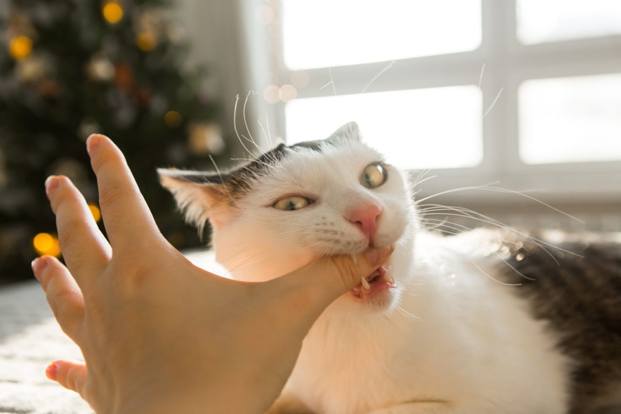 Kedim Neden Parmaklarımı Çiğniyor? Sevgi mi Saldırganlık mı?