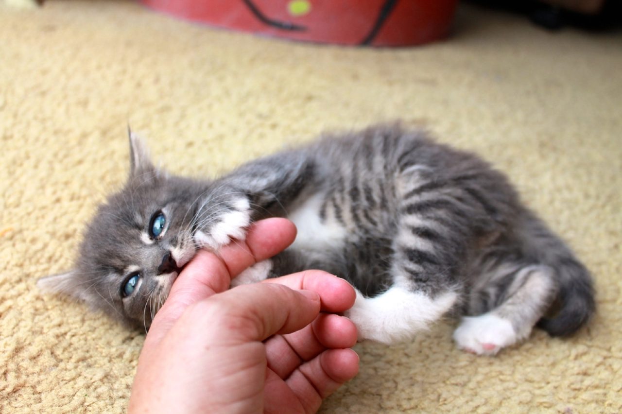 Kedim Neden Parmaklarımı Çiğniyor? Sevgi mi Saldırganlık mı?