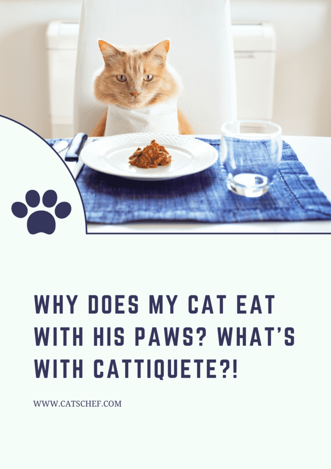 Why Does My Cat Eat With His Paws? What's With Cattiquete?!