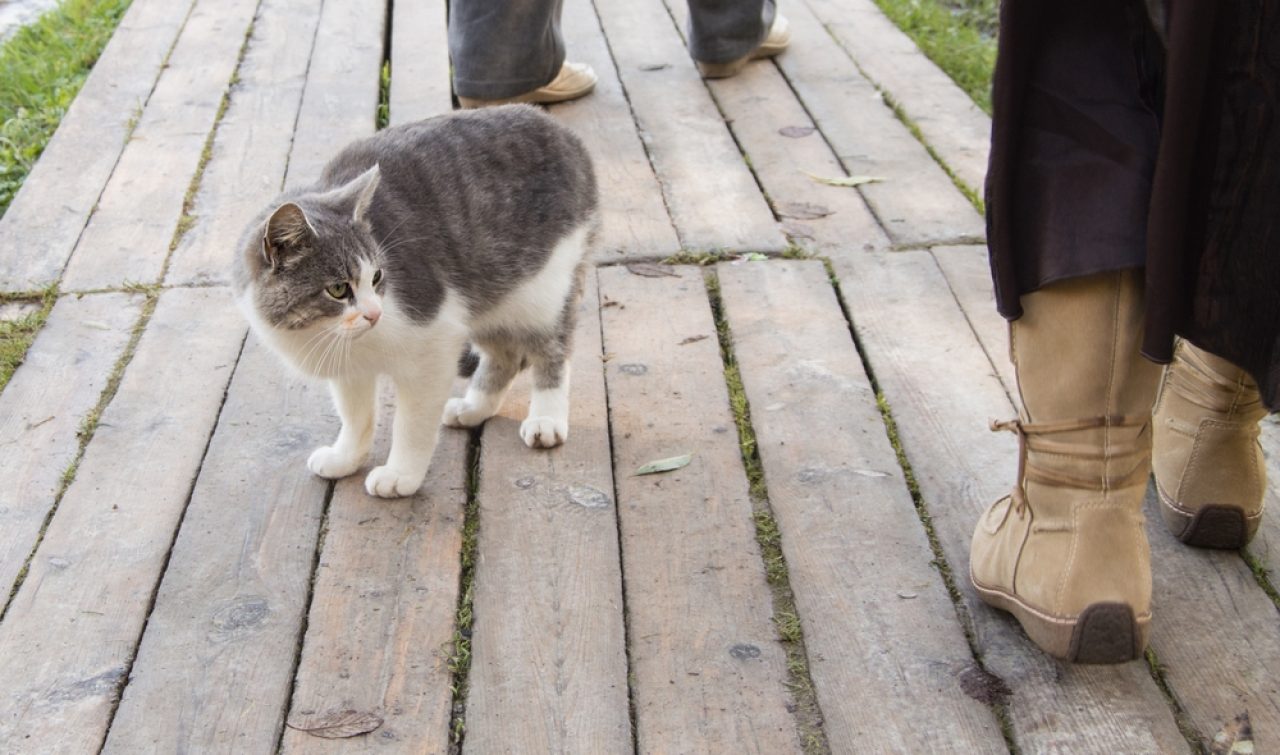 Why Does My Cat Hit Me When I Walk By? Playful or Furious?