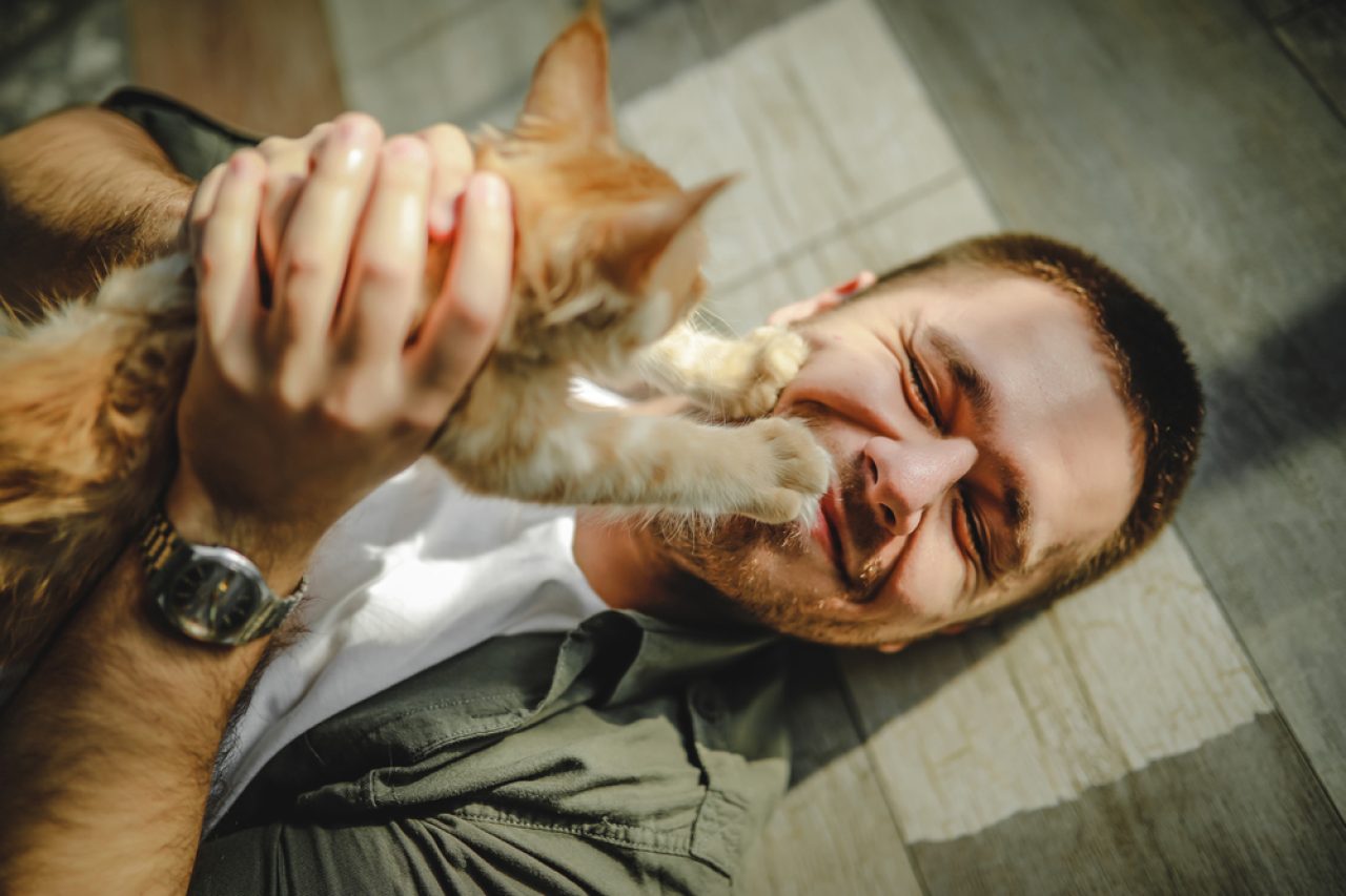 Kedim Neden Patisini Yüzüme Koyuyor? 9 Açıklama