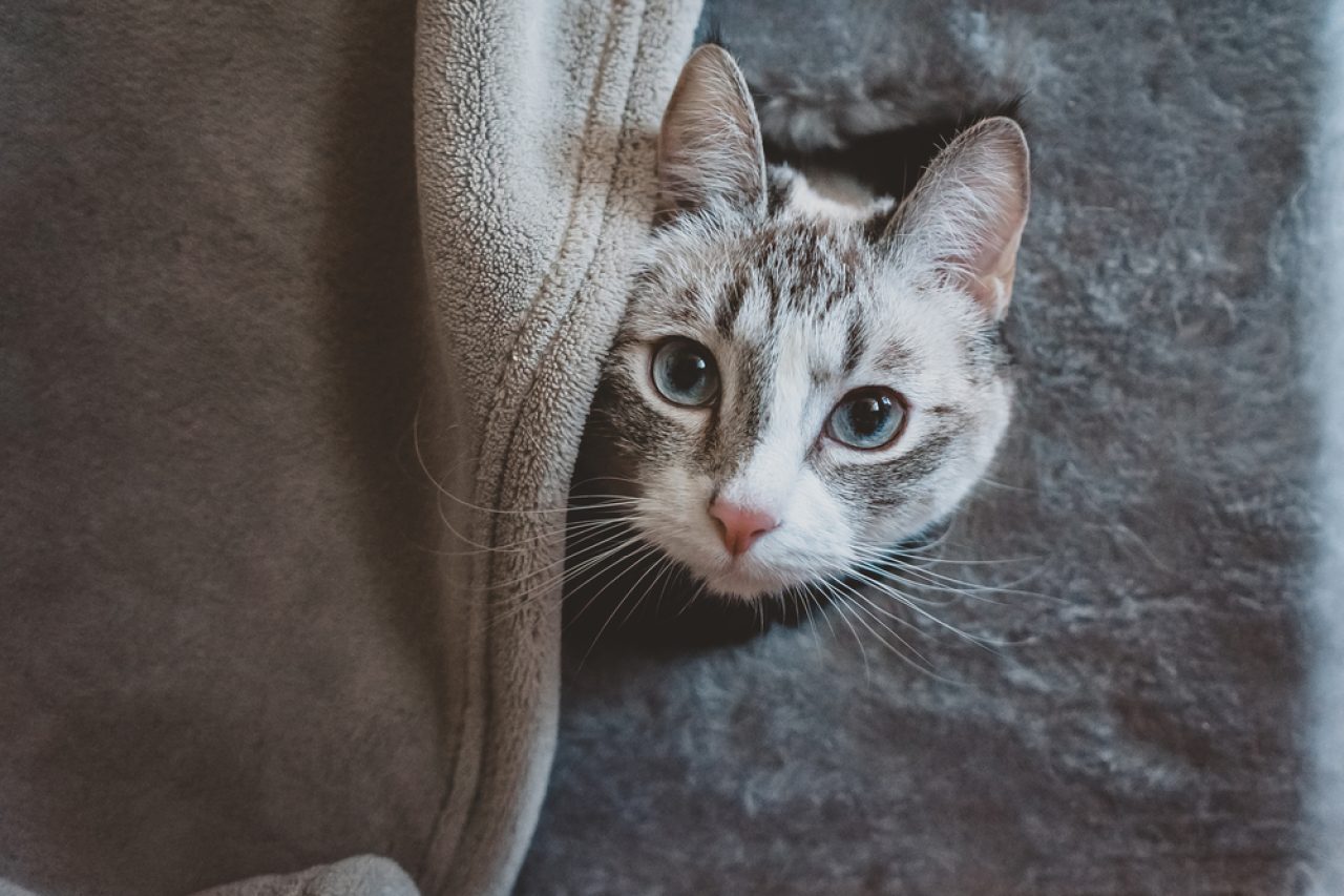 Kedim Neden Benden Kaçıyor Ben O Kadar Korkunç Muyum