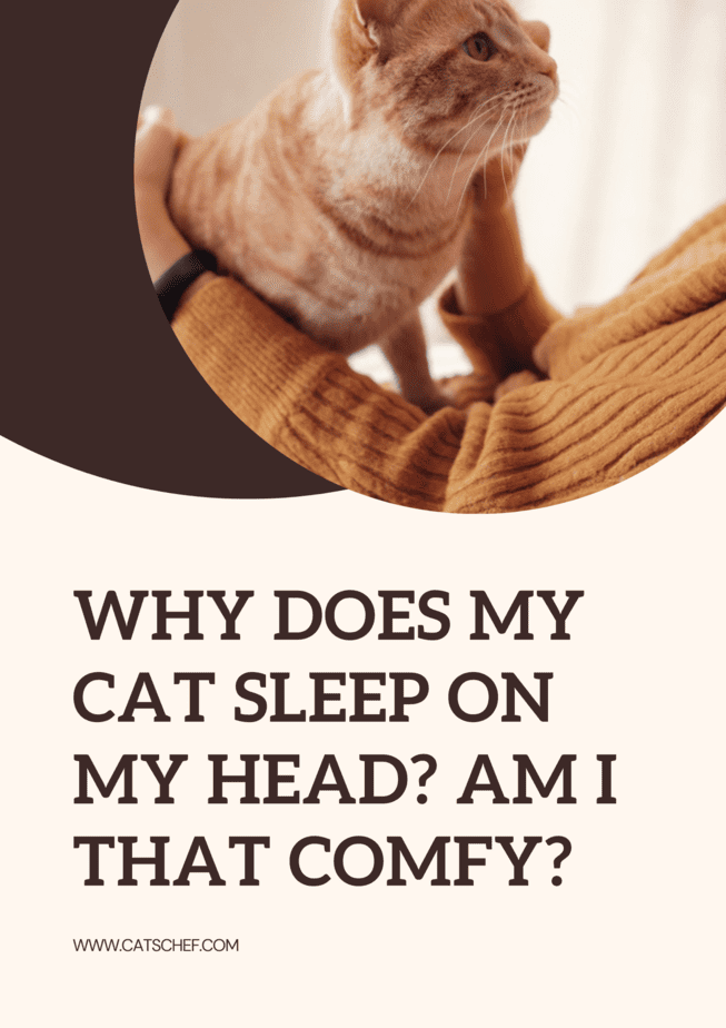 Why Does My Cat Sleep On My Head? Am I That Comfy?
