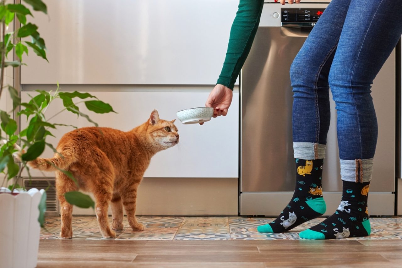 Why Does My Cat Want Me To Watch Her Eat? What's The Catch?