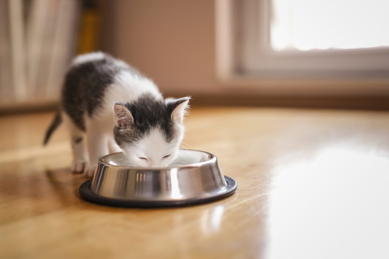 Why Does My Cat Want Me To Watch Her Eat? What's The Catch?