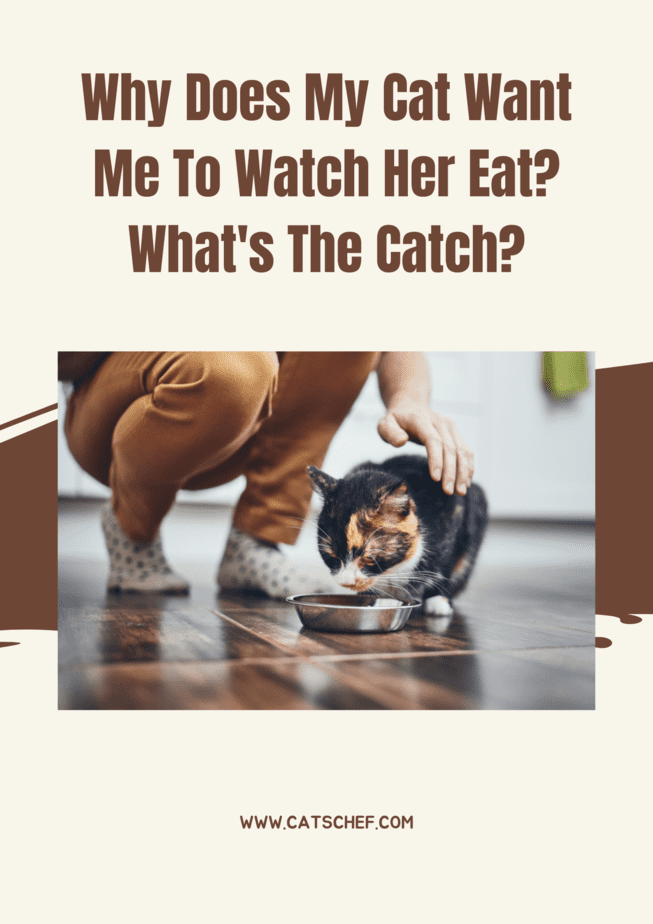 Why Does My Cat Want Me To Watch Her Eat? What's The Catch?