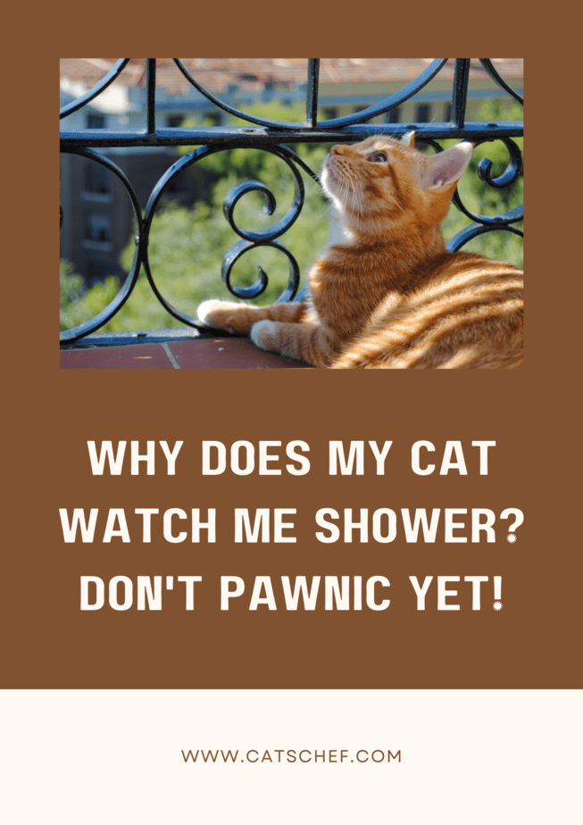 Why Does My Cat Watch Me Shower? Don't Pawnic Yet!