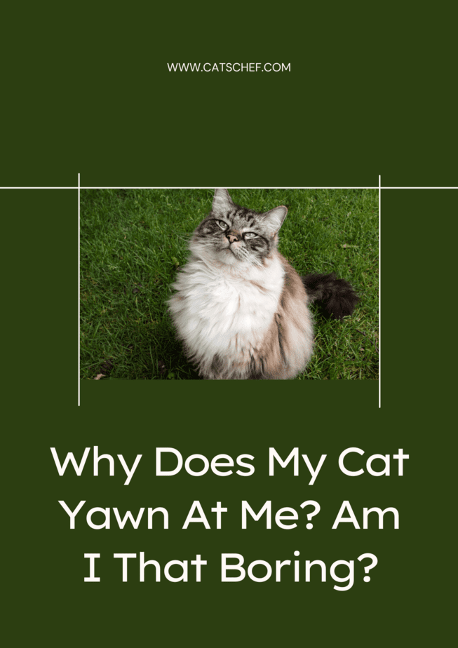 Why Does My Cat Yawn At Me? Am I That Boring?