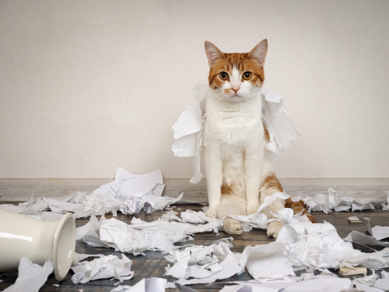 Why Is My Cat Eating Paper Is It A Tear-able Idea Or