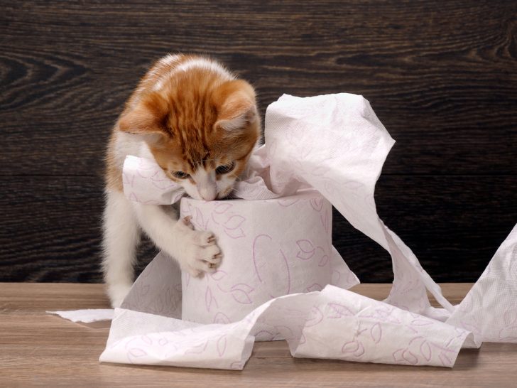 Why Is Your Cat Eating Paper? Is It A Tearable Idea?