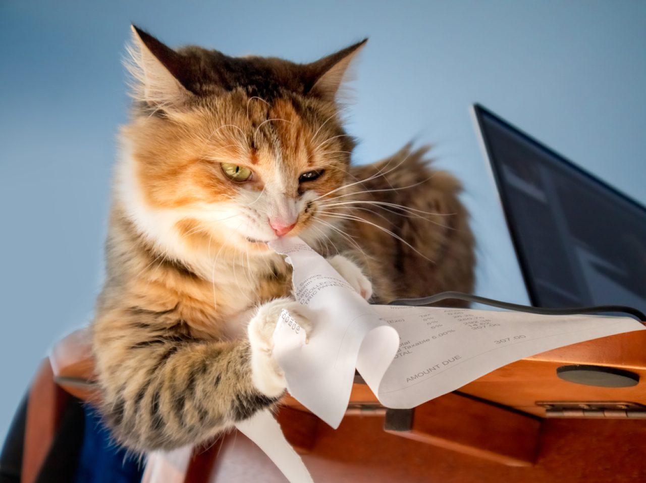 Why Is My Cat Eating Paper Is It A Tear-able Idea Or