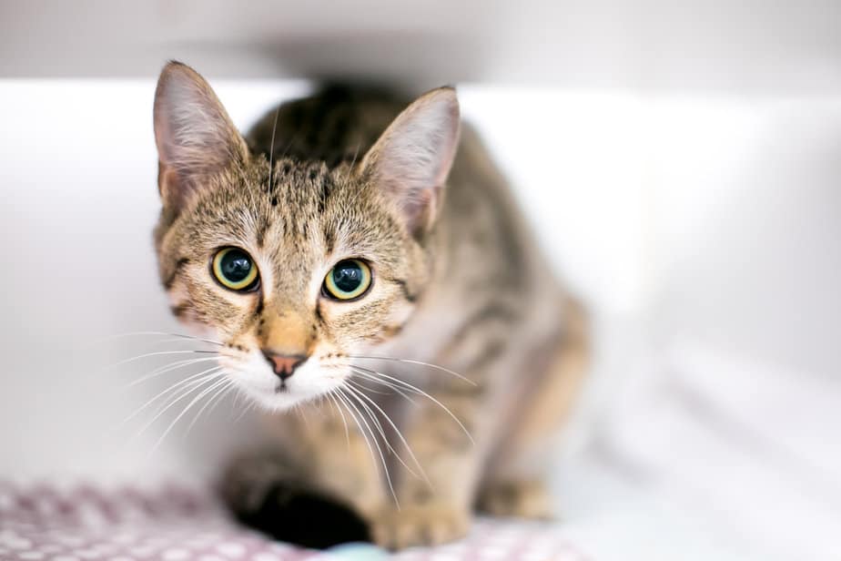 Why Is My Cat So Jumpy All Of A Sudden? 7 Possible Reasons