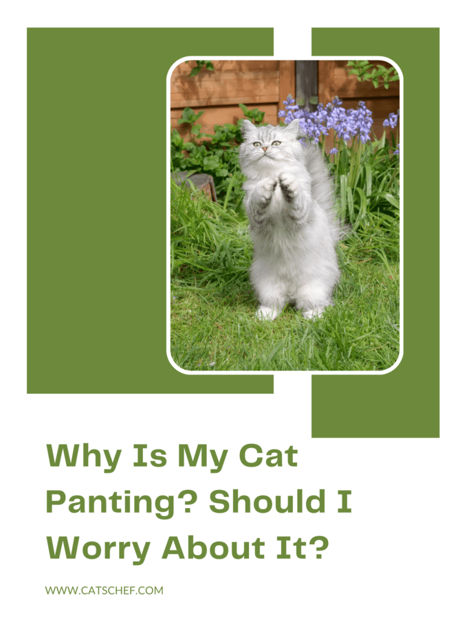 Why Is My Cat Panting? Should I Worry About It?