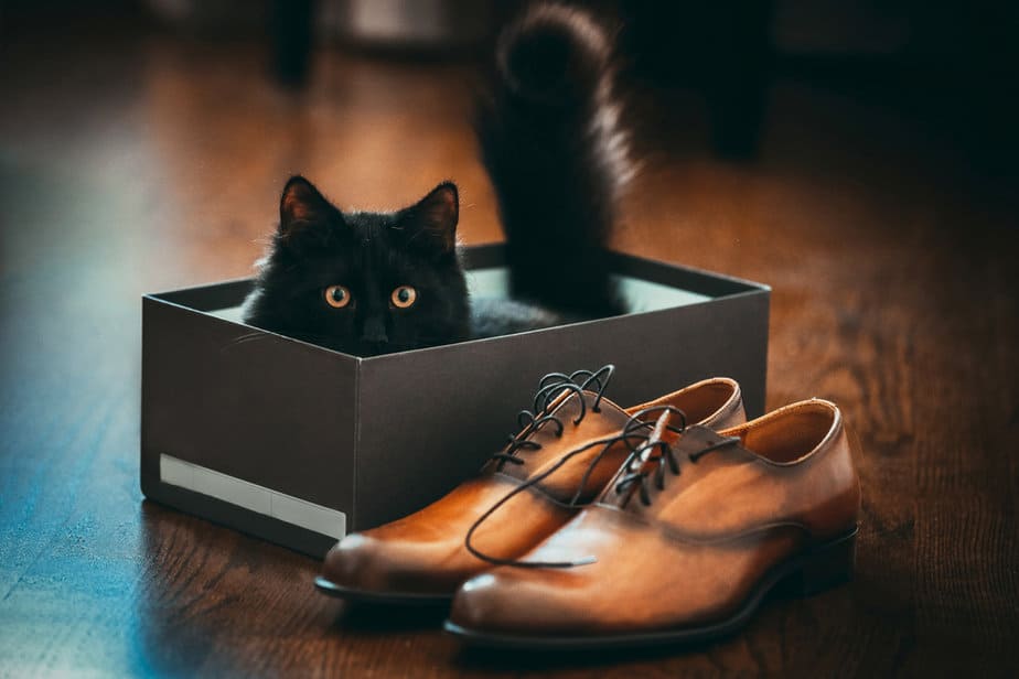 Why Is My Cat Peeing On My Shoes? You Have To Be Kitten Me...