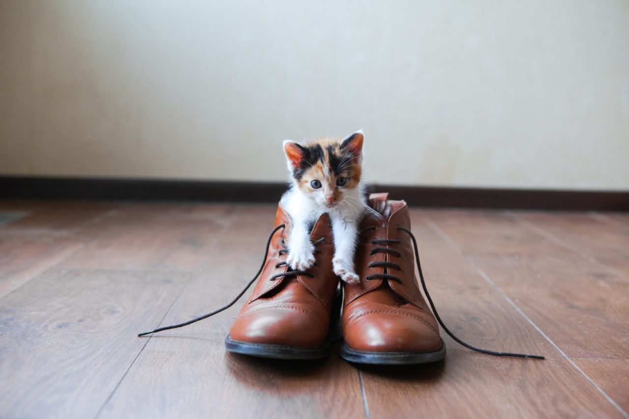 Why Is My Cat Peeing On My Shoes You Have To Be Kitten Me...