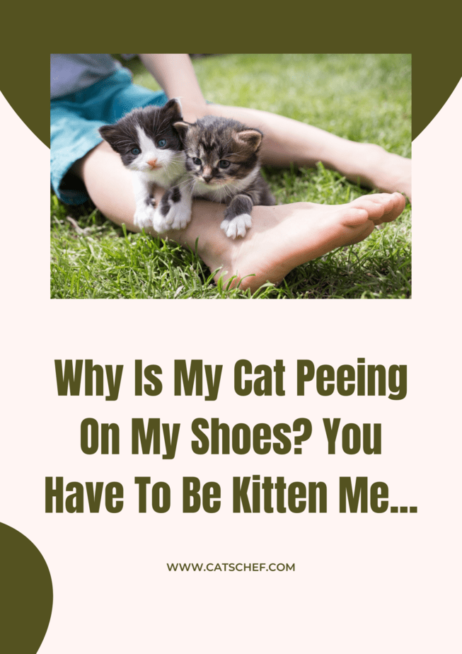 Why Is My Cat Peeing On My Shoes? You Have To Be Kitten Me...