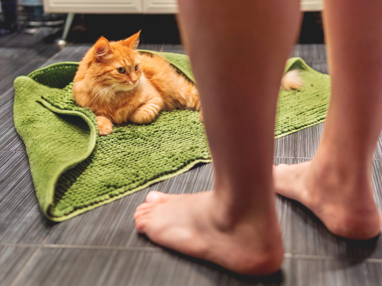 Kedim Neden Beni Duş Alırken İzliyor? Henüz Pawnic Yapmayın!