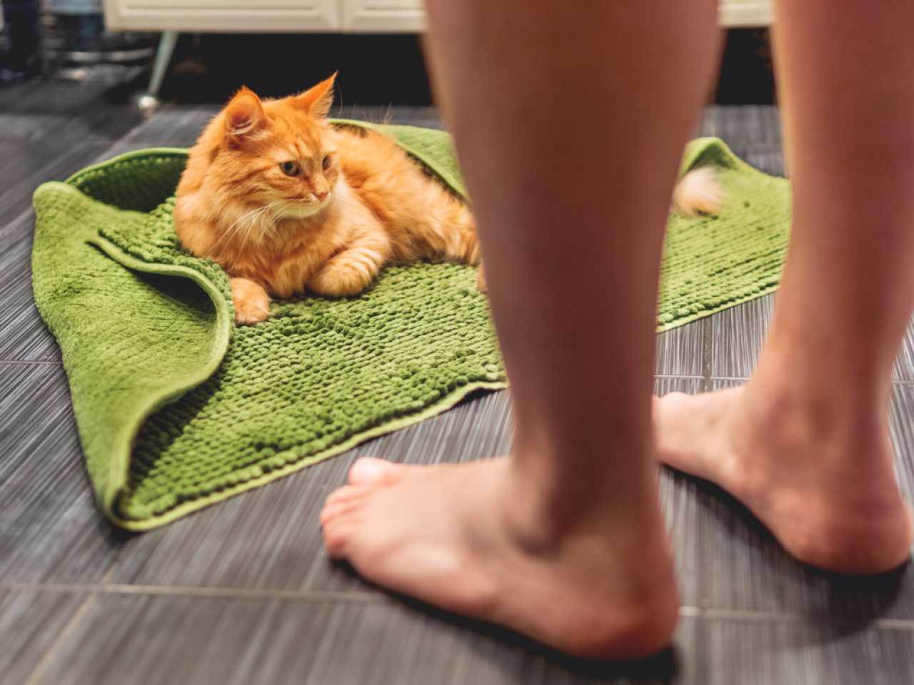 Why Does My Cat Watch Me Shower? Don't Pawnic Yet!