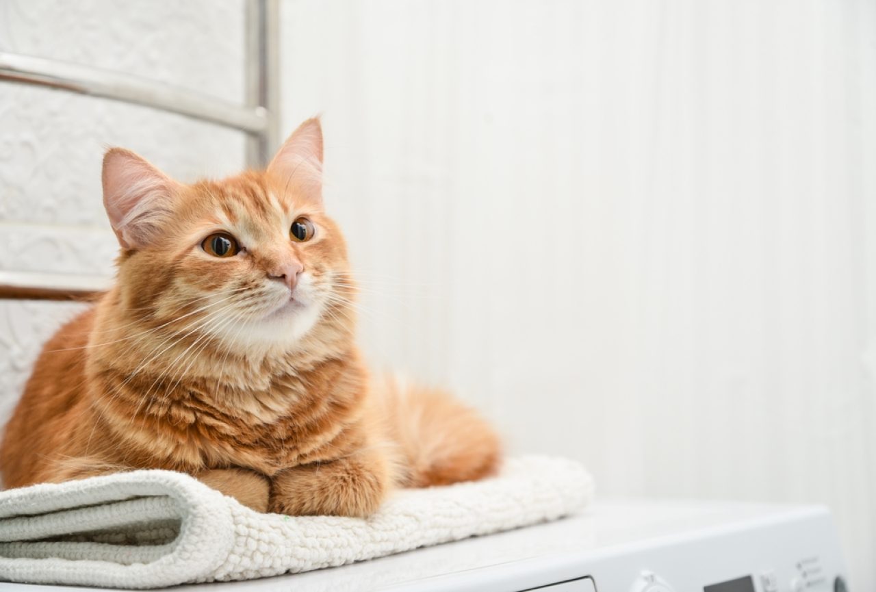 Why Does My Cat Watch Me Shower? Don't Pawnic Yet!